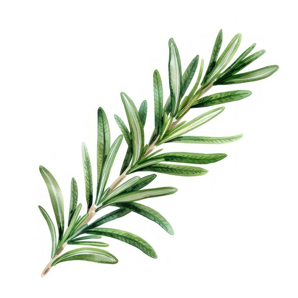 Rosemary leaf conifer herbal herbs.