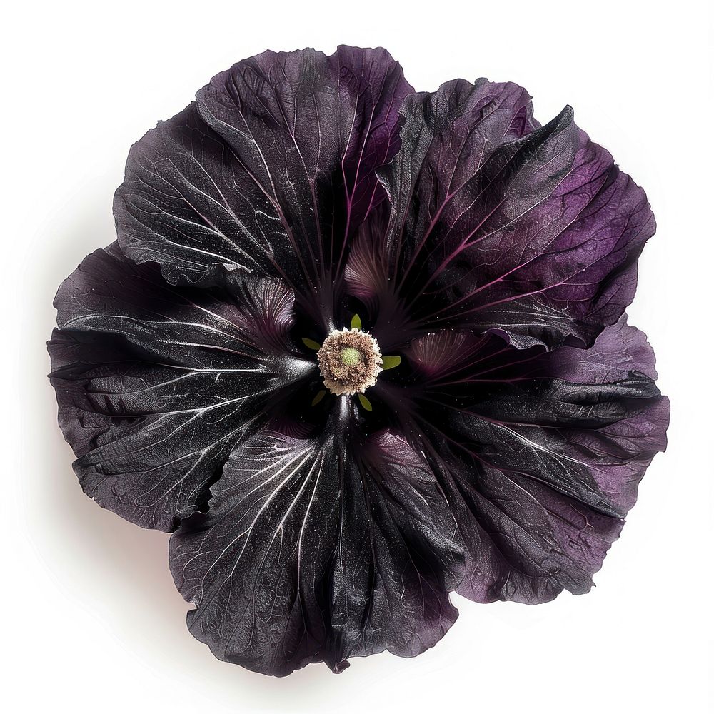 Elegant dark purple flower