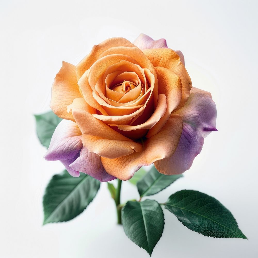 Elegant peach rose bloom