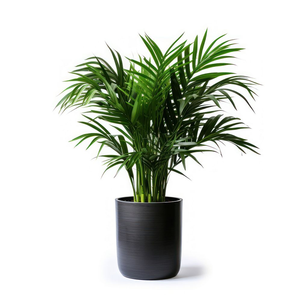 Lush indoor potted palm plant