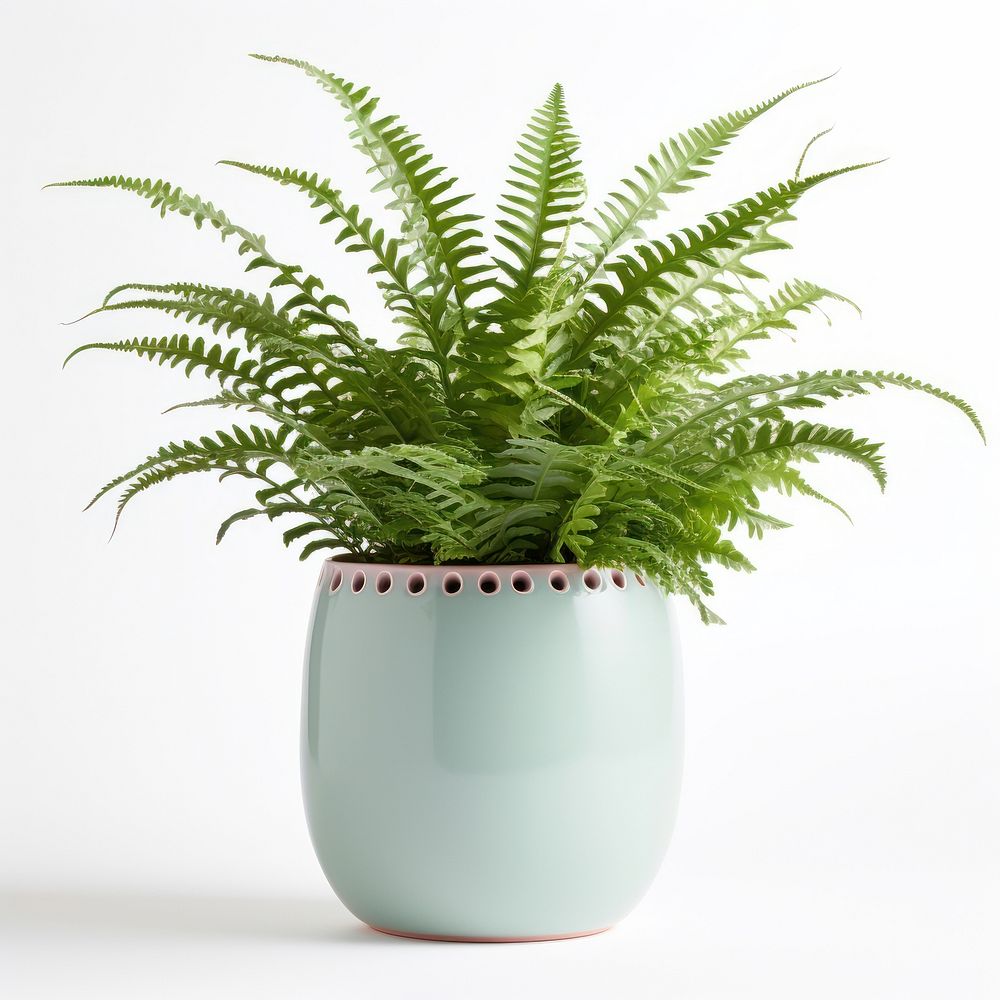 Elegant potted fern plant decor