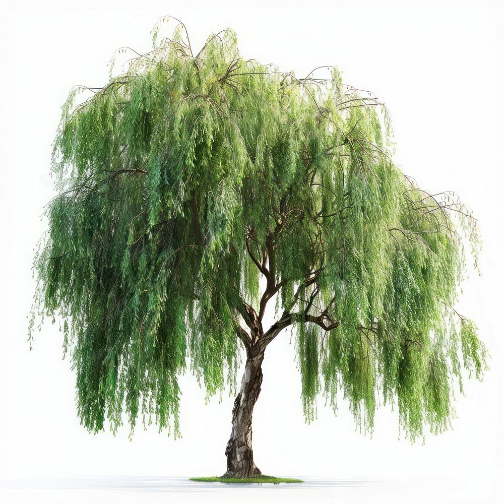 Weeping willow tree plant.