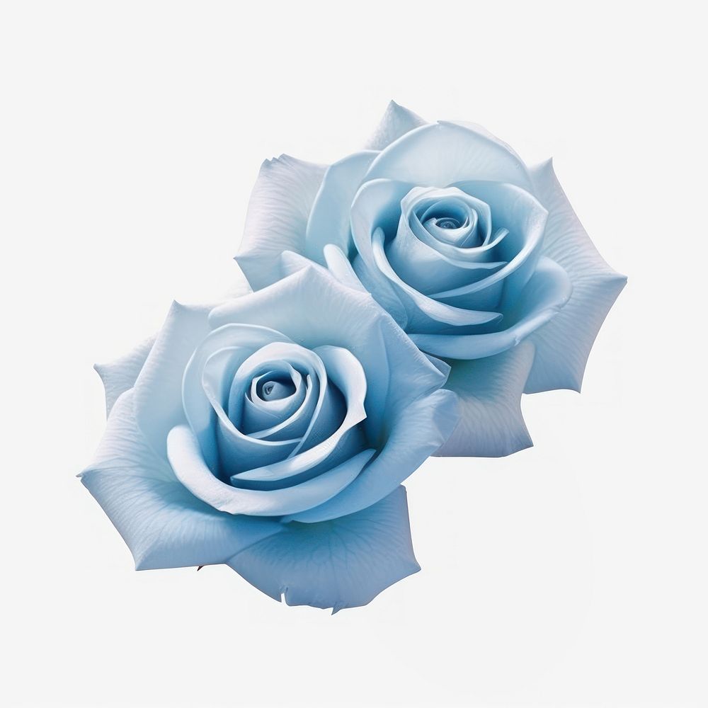 Elegant blue roses on white