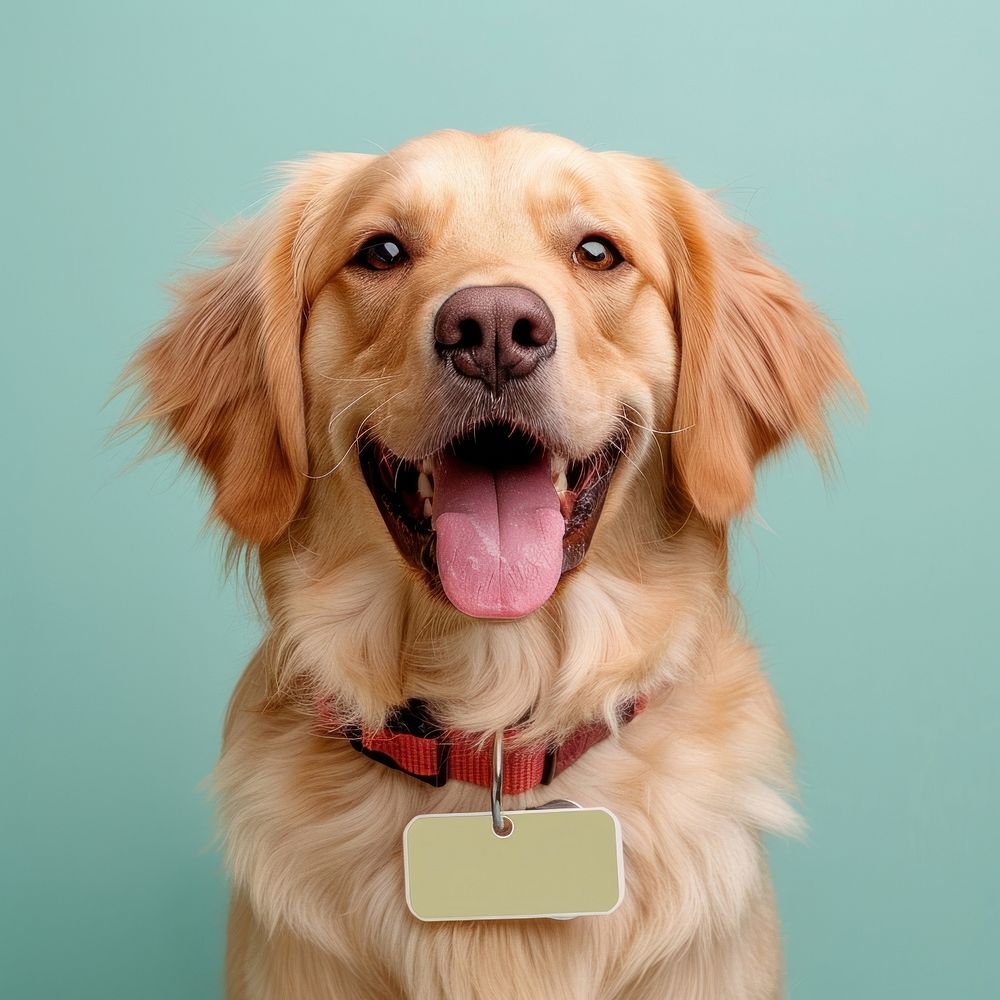 Happy dog with blank tag