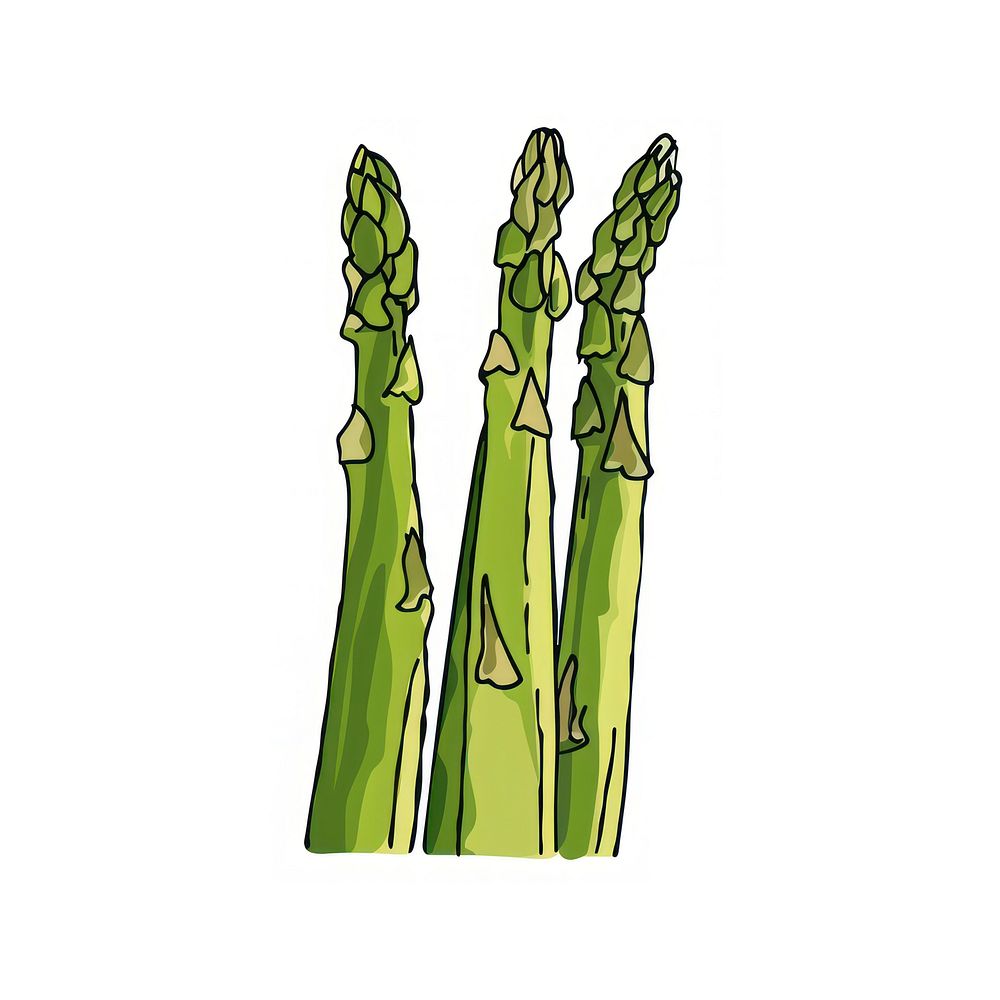 Fresh green asparagus illustration