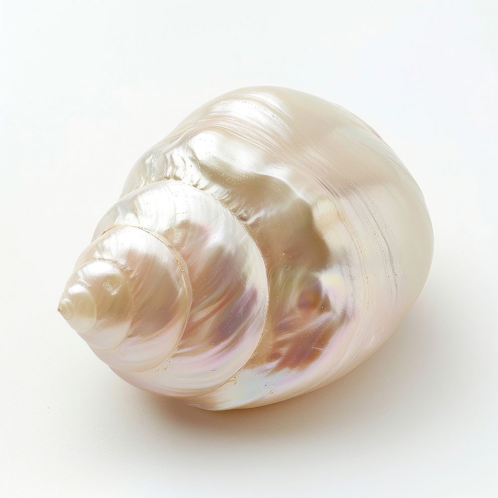 Lustrous seashell on white background