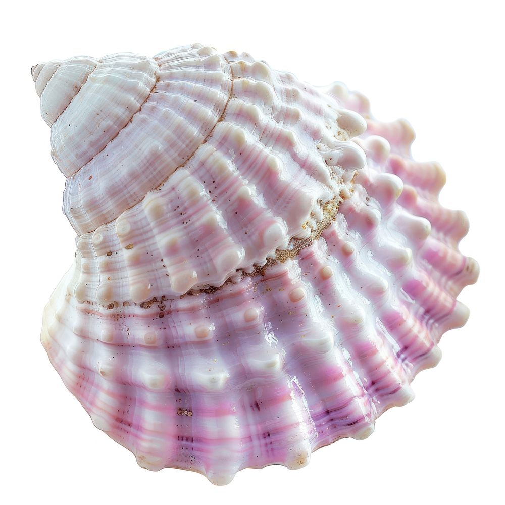 Colorful seashell with intricate patterns