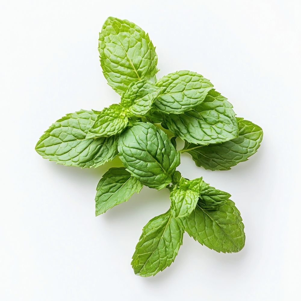 Fresh mint leaves on white