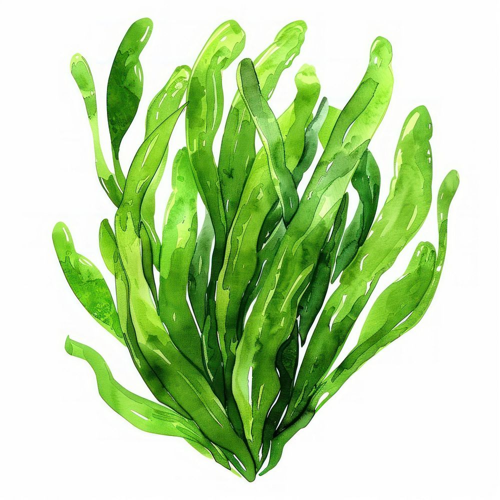 Vibrant green seaweed illustration