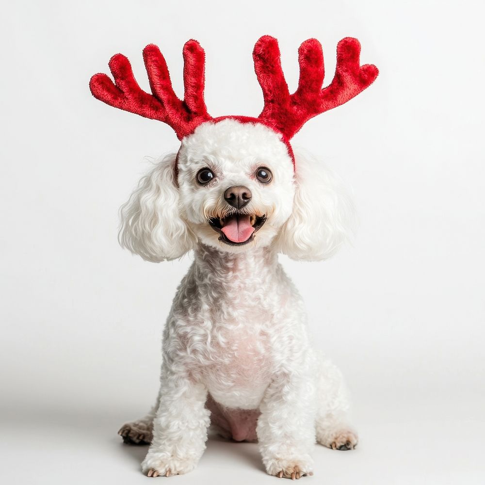 White poodle dog dog wearing a red deer antlers headband on head christmas costume happy.