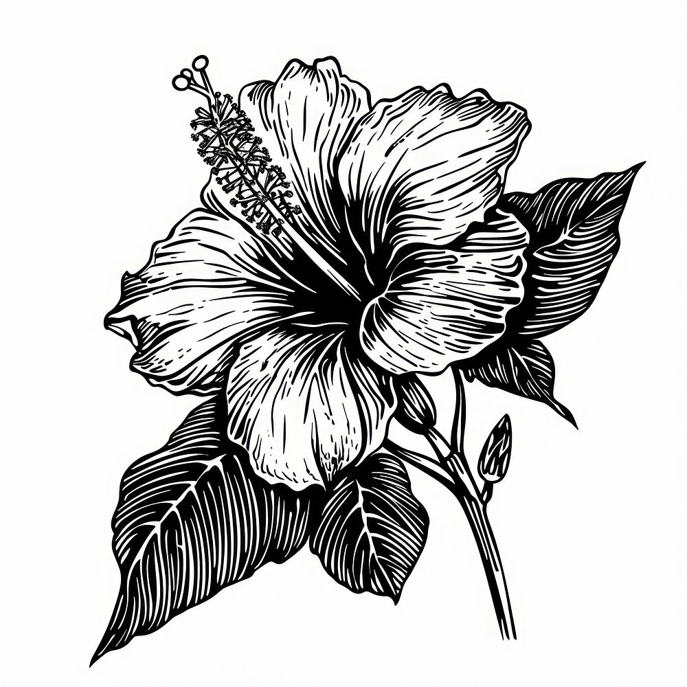 Detailed black and white hibiscus illustration