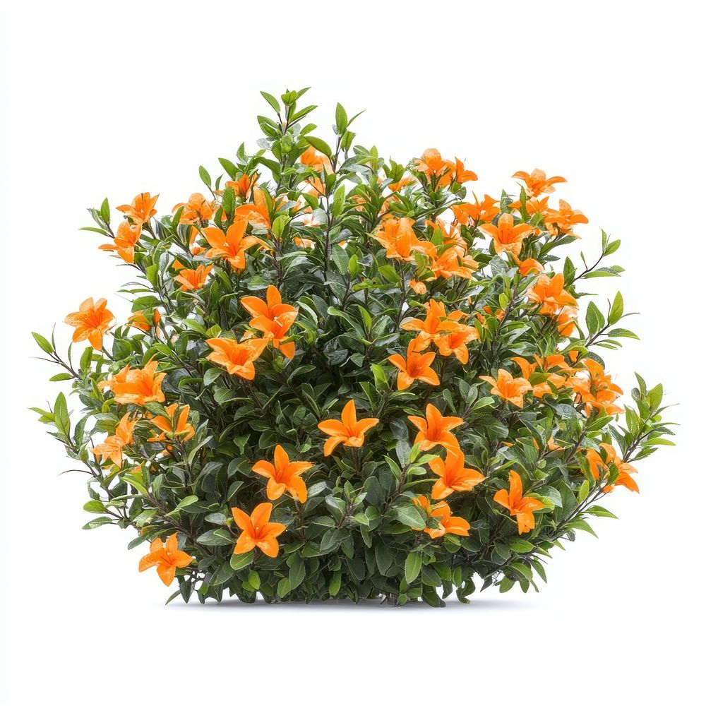 Real orange flower bushes flowers plant orange flowers.