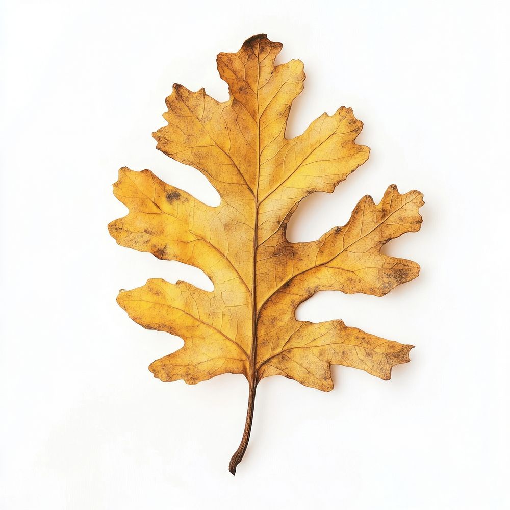 Real Pressed a oak leaf plant seasonal foliage.