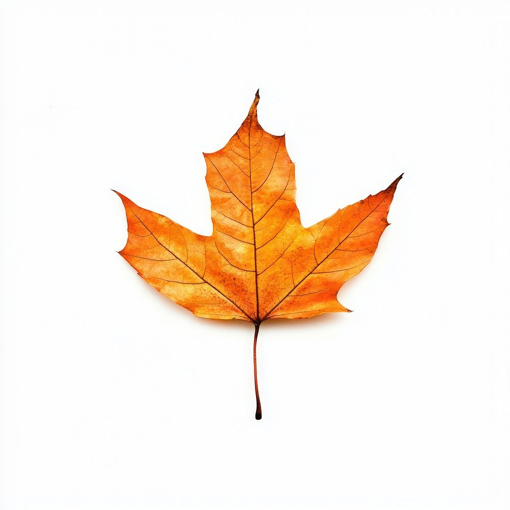 An autumn leaf photography background nature.