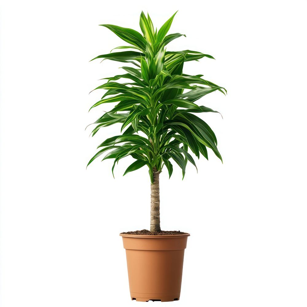 Real Dracaena trifasciata plant pot houseplant decoration.