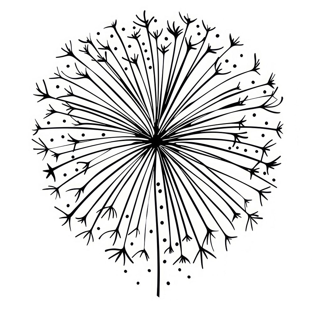 Hand drawn of Firework drawing minimalist white.