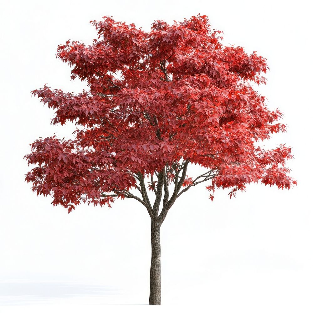 Real Japanese maple tree isolated vibrant foliage.