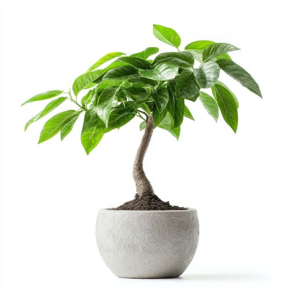 Money tree plant houseplant bonsai.