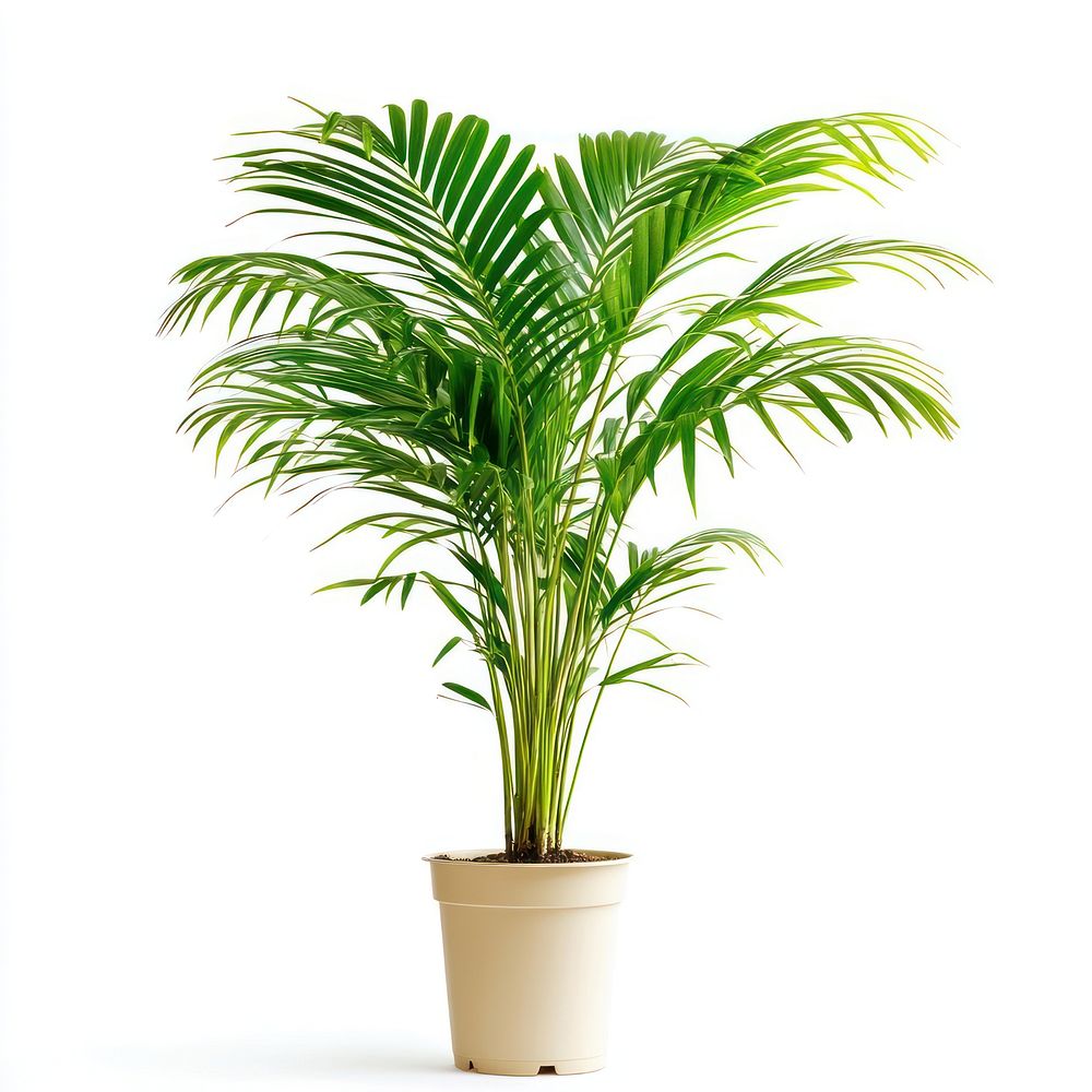 Areca palm plant houseplant decorative.