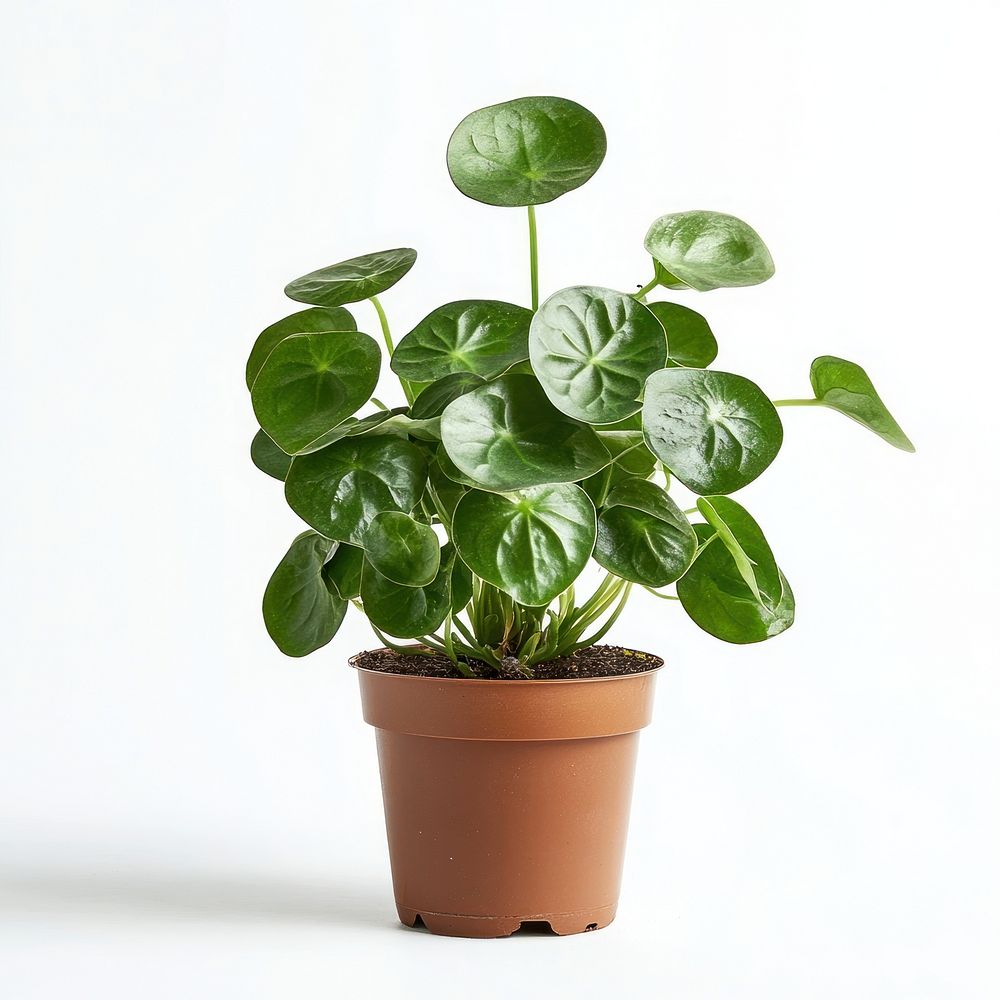 Chinese money plant houseplant leaves leaf.