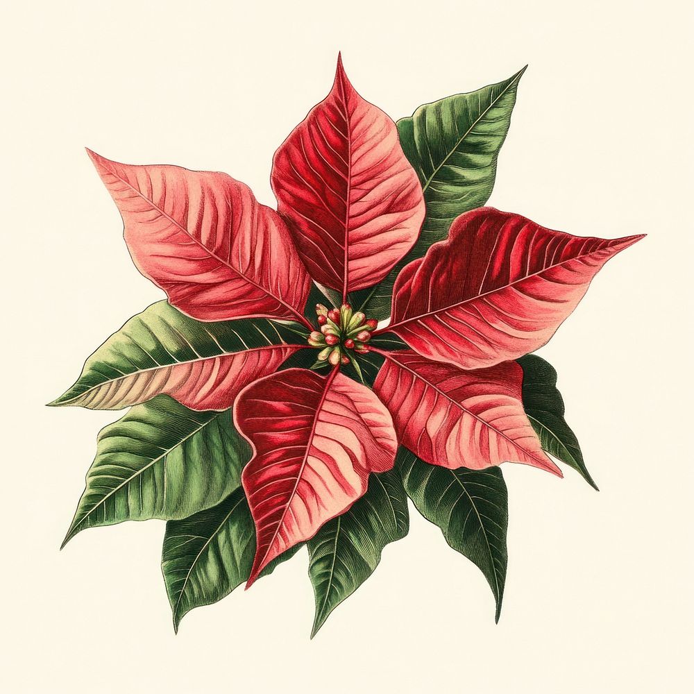 Flower art illustration poinsettia.