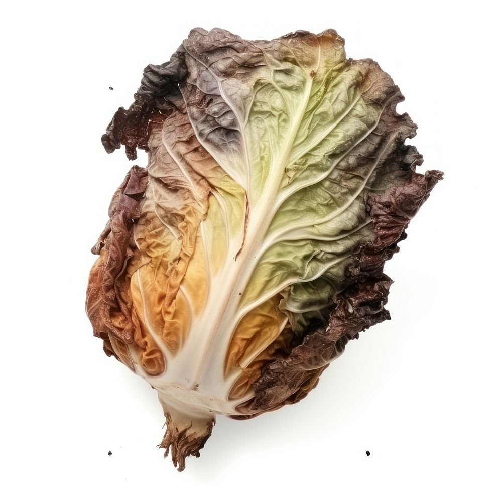 Cabbage with burnt vegetable plant food.