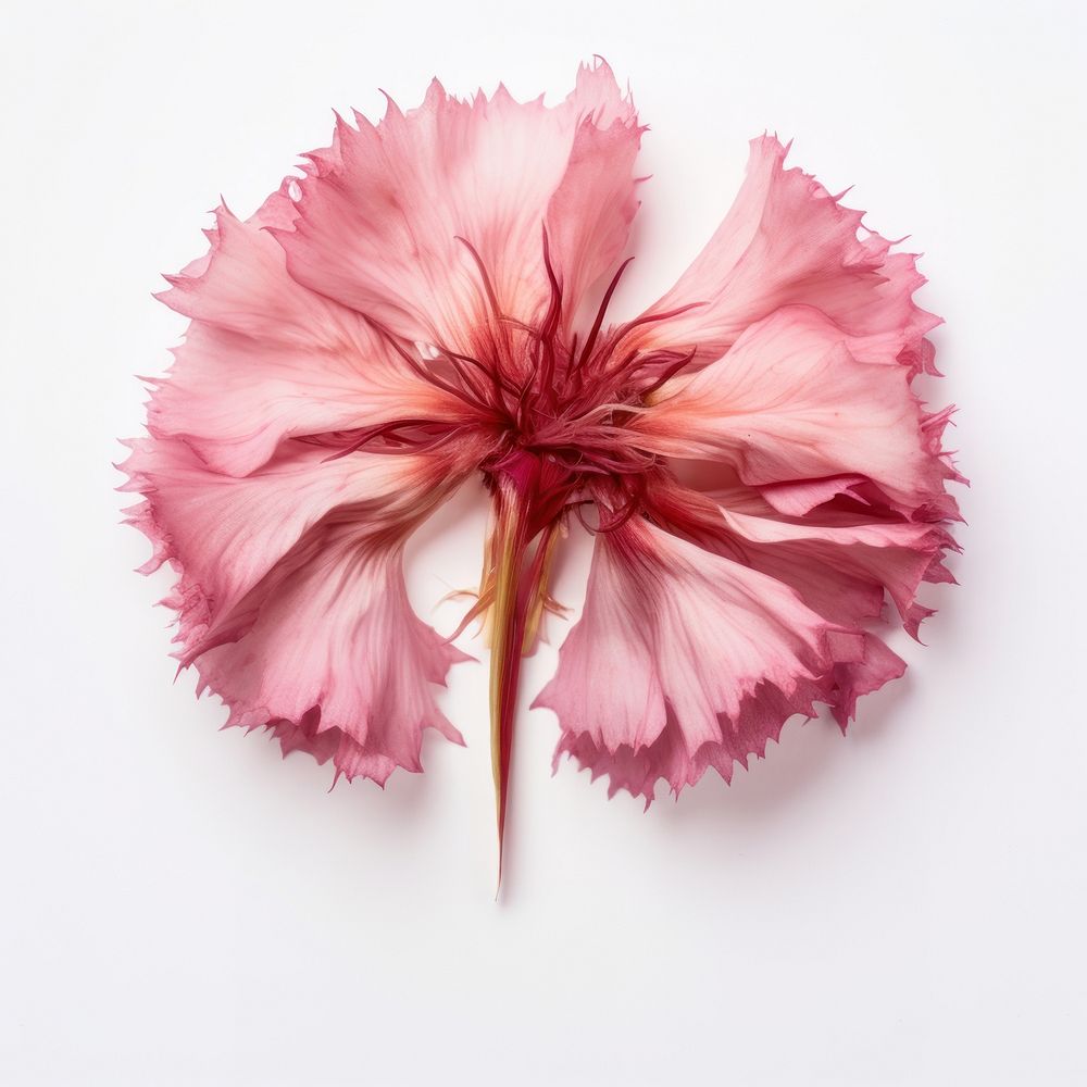 Pressed dried Dianthus flower petal plant red.
