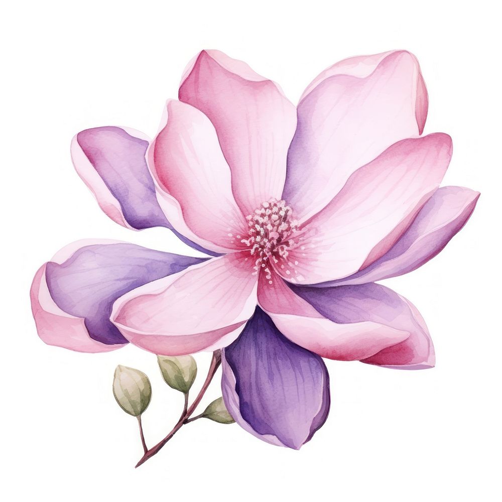 Magnolia in Watercolor style blossom flower petal.