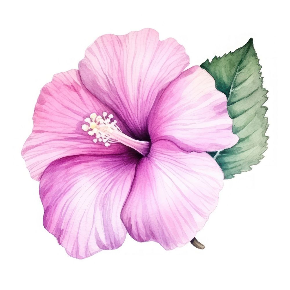 Hibiscus in Watercolor style blossom flower plant.