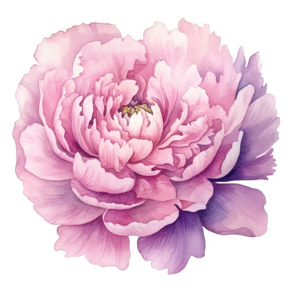 Peony in Watercolor style blossom flower dahlia.