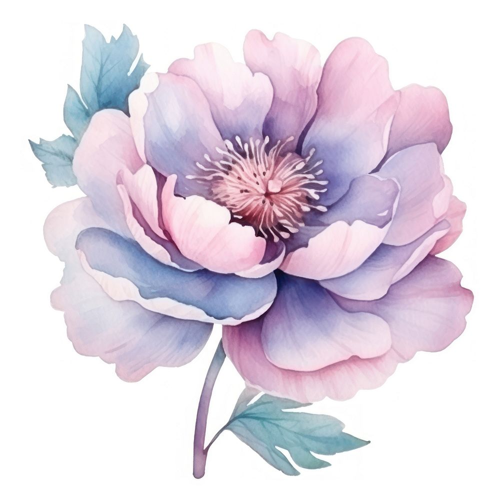 Peony in Watercolor style blossom flower plant.