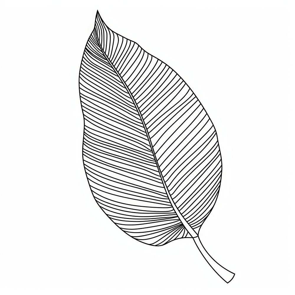 Continuous line drawing tropical leave sketch plant leaf.