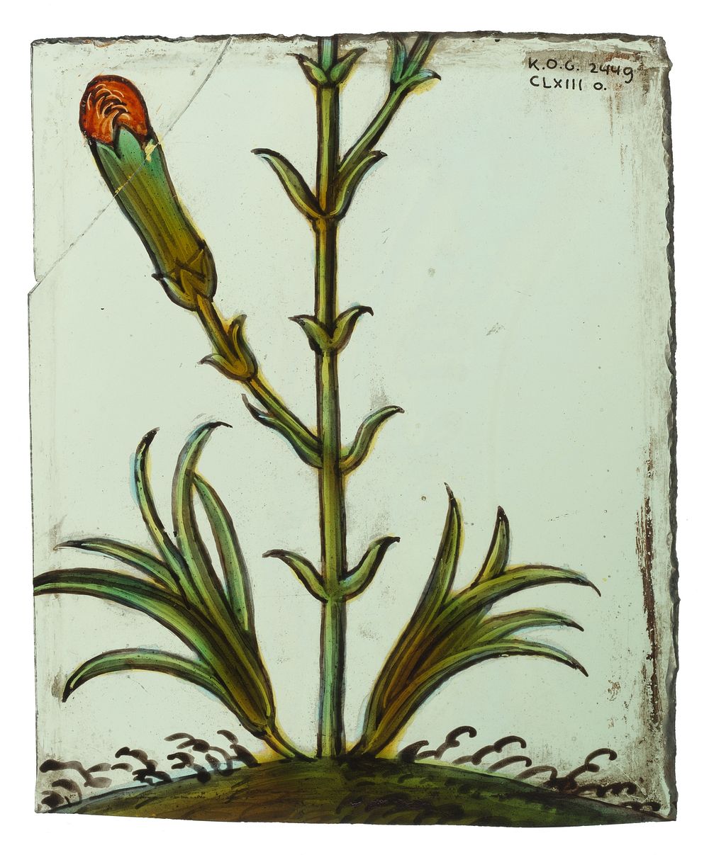 Ruit met bloemsteel, blad en bloemknop (1575 - 1600) by anonymous
