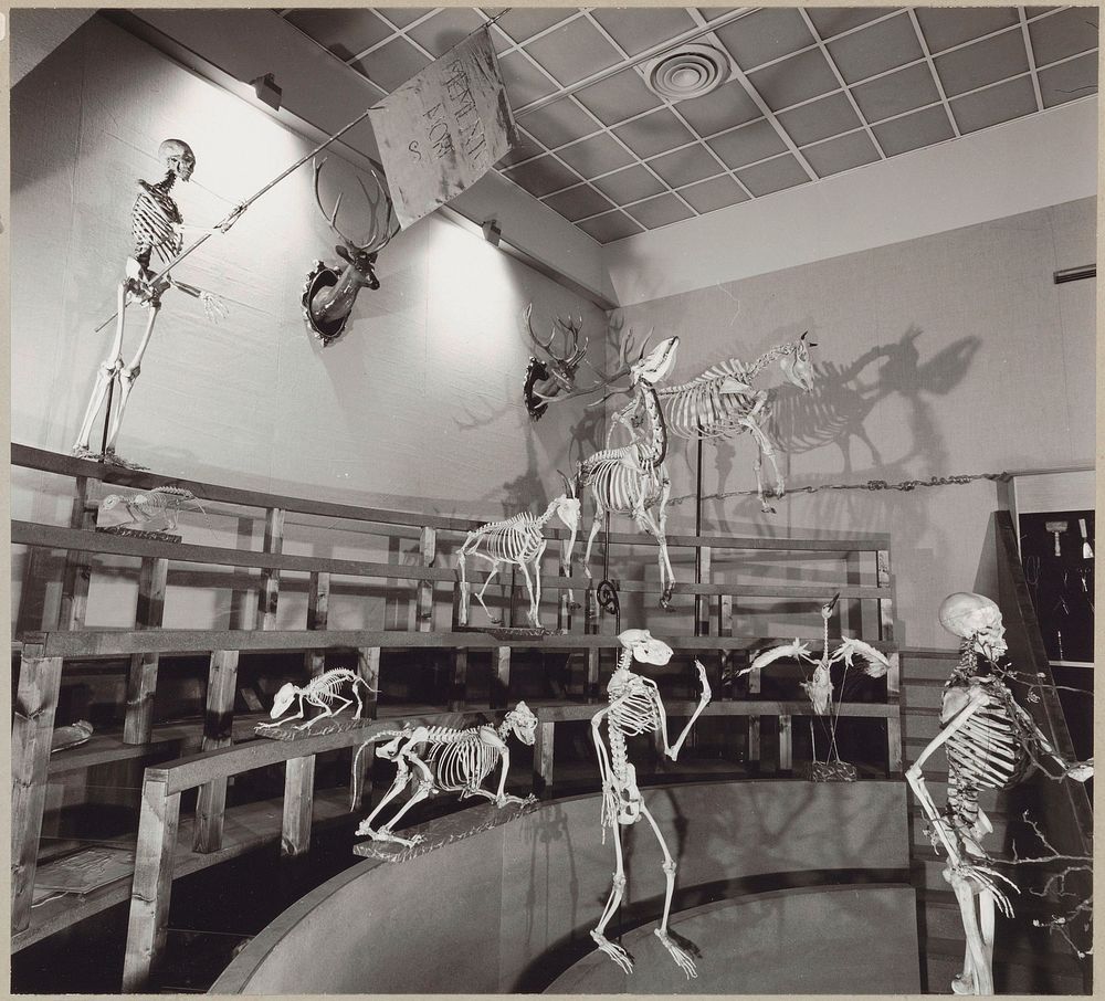 Reconstructie van het Theatrum Anatomicum met skeletten van mensen en dieren (c. 1975) by Rijksmuseum Afdeling Beeld