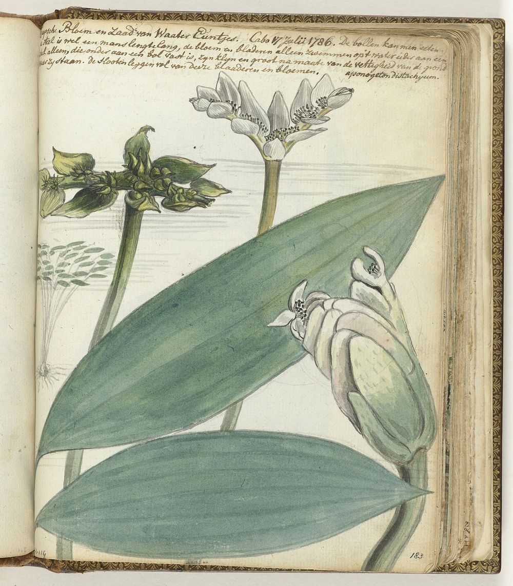 Kaapse bloem (1786) by Jan Brandes