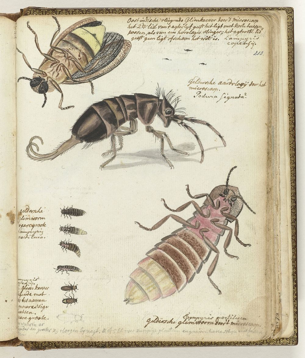 Javaanse en Gelderse glimwormen (1770 - 1787) by Jan Brandes