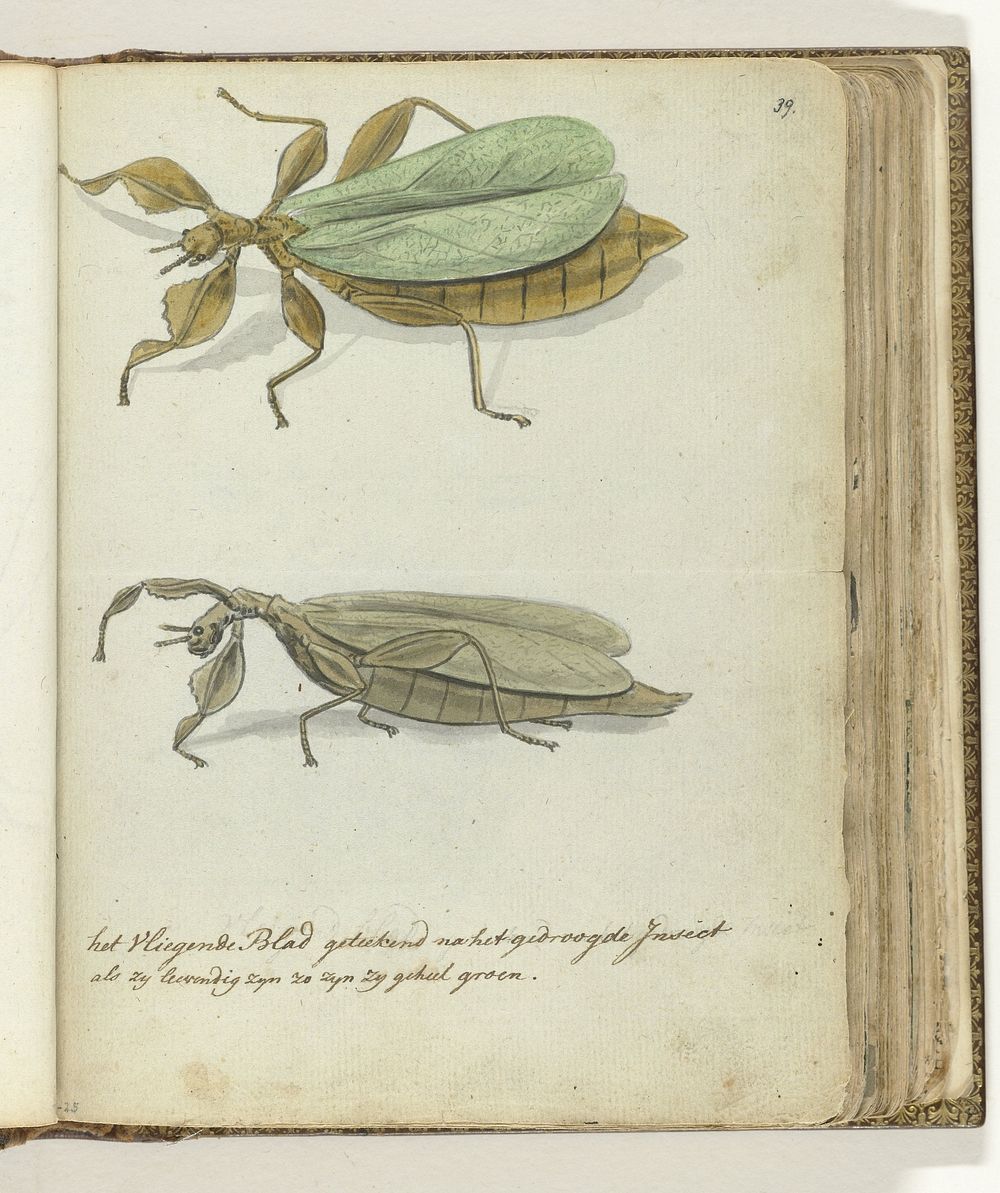 Het Vliegende blad (1778 - 1785) by Jan Brandes