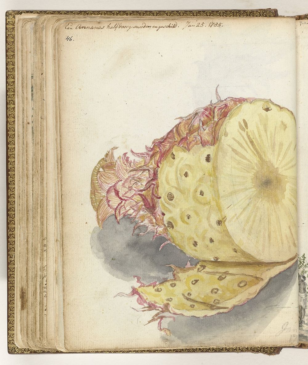 Ananas (1785) by Jan Brandes