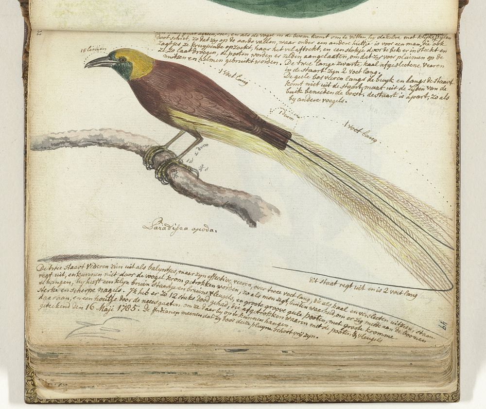 Bird of Paradise (1785) by Jan Brandes