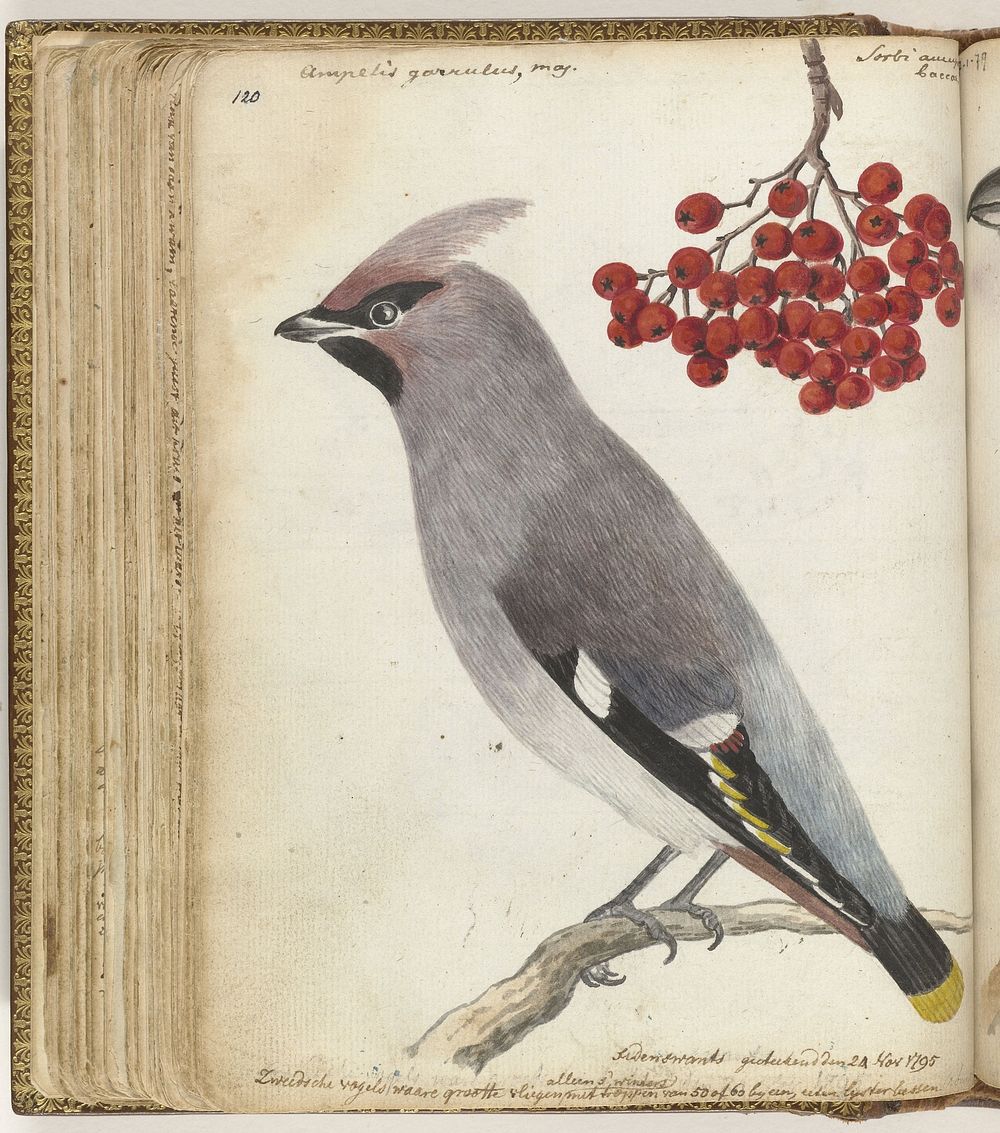 Zweedse vogel (1795) by Jan Brandes
