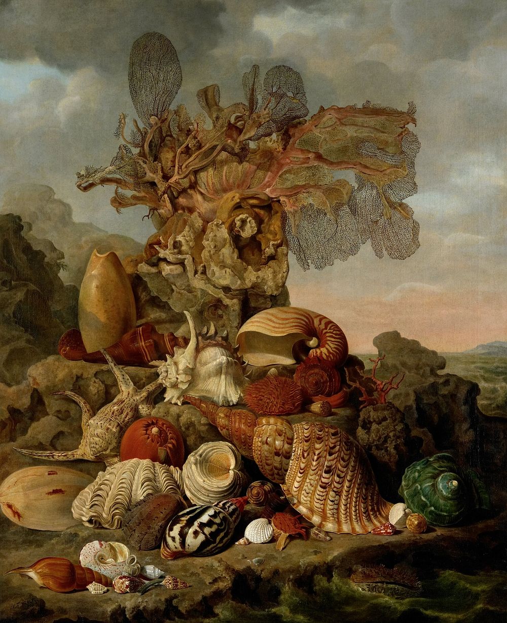 Shells and Marine Plants (1809) by Henricus Franciscus Wiertz