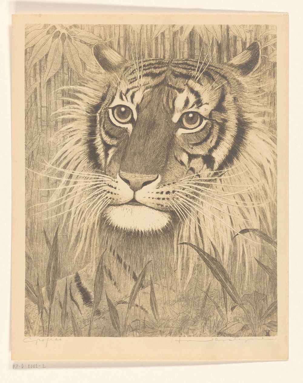 Kop van een tijger (after 1921) by Henri Verstijnen