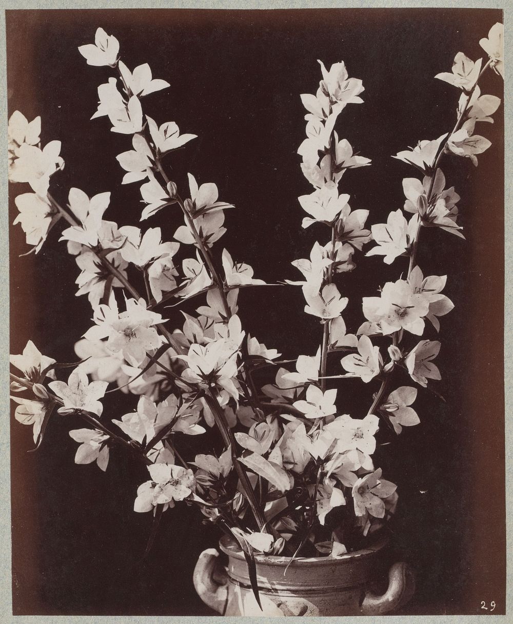 Bloemstudie met Keulse pot (c. 1875 - c. 1895) by Charles Aubry, A Calavas and Bolotte and Martin