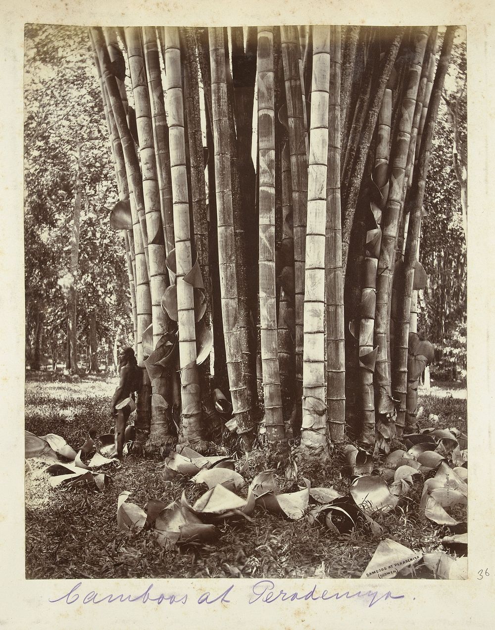 Bamboebos in de botanische tuin van Kandy (c. 1890 - c. 1910) by Charles T Scowen and anonymous