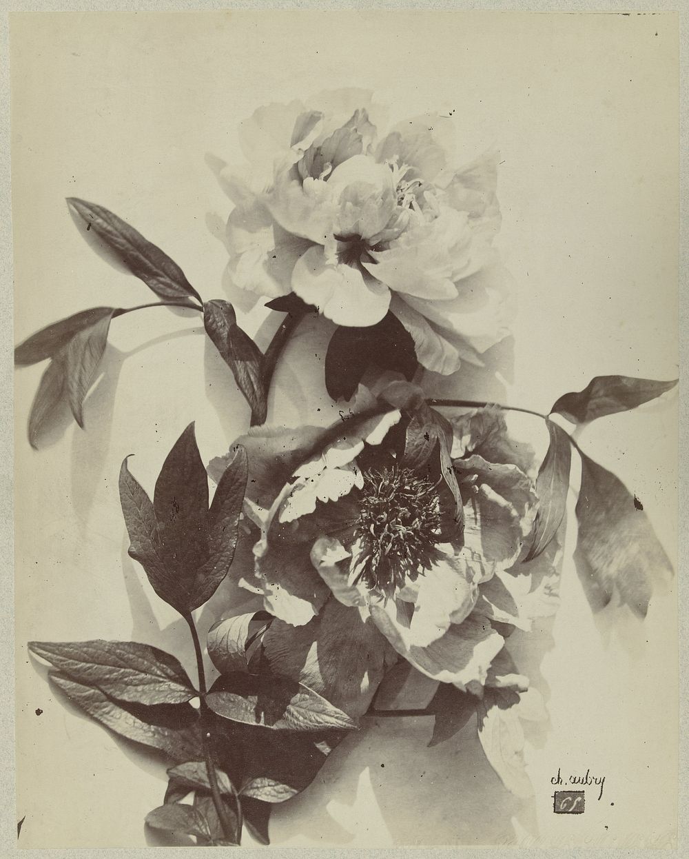 Bloemstilleven met pioenrozen (1864 - 1872) by Charles Aubry