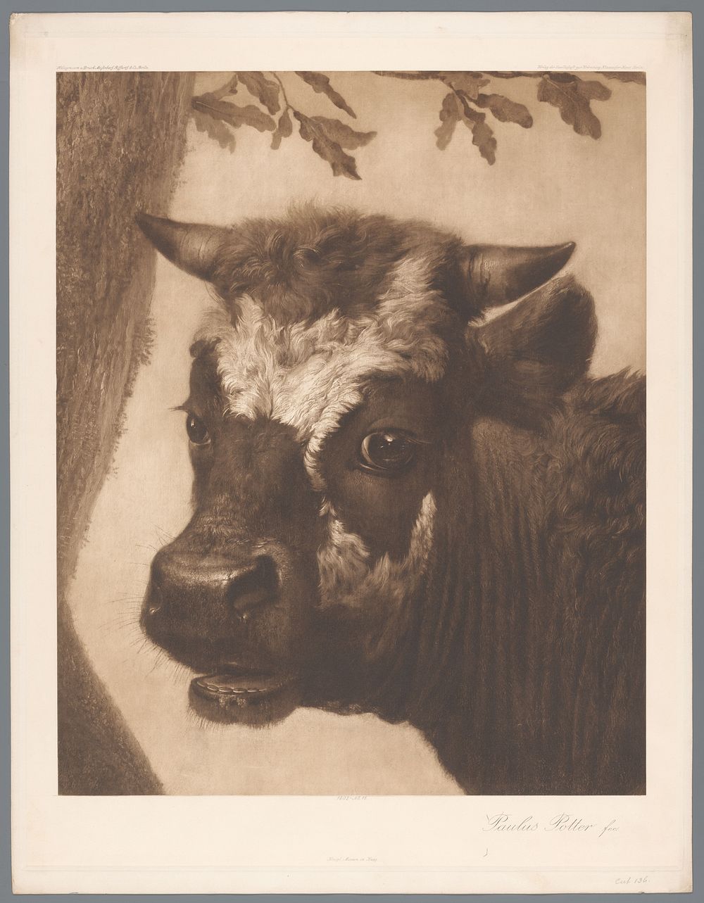 Fotoreproductie van detail van schilderij De stier door Paulus Potter, coll. Mauritshuis (1902) by anonymous, Riffarth and…