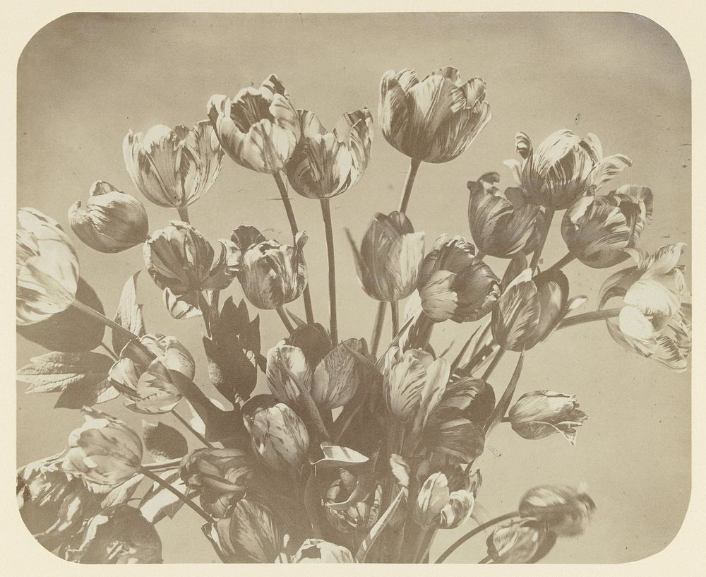 Stilleven van een boeket tulpen (1857 - 1860) by Adolphe Braun and Cie