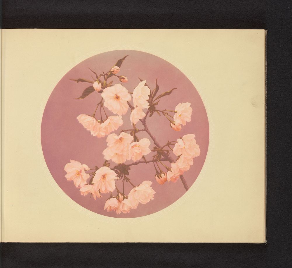 Tak van de Japanse kers met bloesem (c. 1892 - in or before 1897) by Kazumasa Ogawa