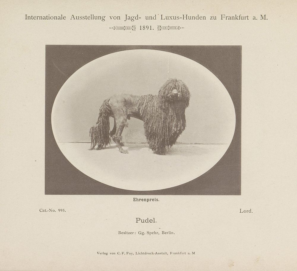 Poedel Lord die een ereprijs heeft gewonnen op de Internationale Ausstellung von Jagd und Luxus Hunden in 1891 (1891) by…