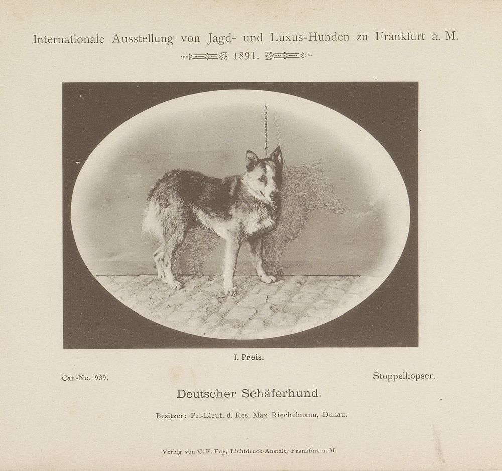 Duitse herder Stoppelhopser die een eerste prijs heeft gewonnen op de Internationale Ausstellung von Jagd und Luxus Hunden…